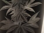 Aufbewahrung Cannabis Dolden Motiv Glas graviert | Personalisiert | Cannabisblüten | Grow Weed Seed | Unkraut Aufbewahrung – Bild 6
