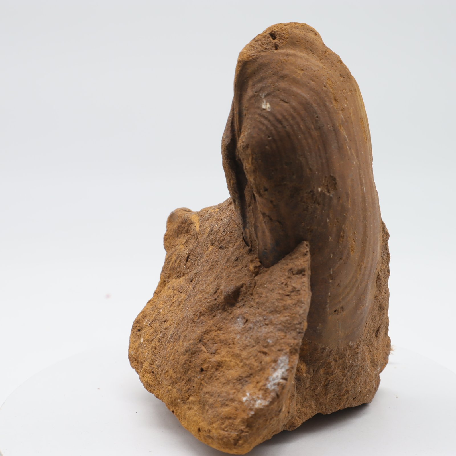 Versteinerte-Muschel-1-2.jpg Versteinerte Muschel, Mineralien Cluster, Kristall Stufe, unbehandelter Brocken, zur Schmuckherstellung, Edelstein schleifen und Sammeln – Bild 1